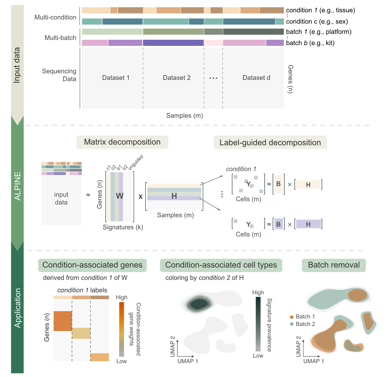 ALPINE workflow showing multi-condition and multi-batch sequencing input, matrix decomposition, label-guided decomposition, and three analysis applications