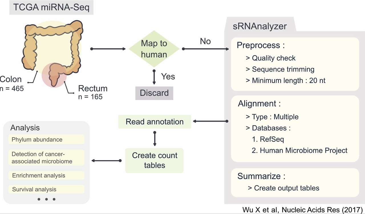 Workflow for extracting microbial reads from TCGA colorectal cancer microRNA sequencing data using human-read filtering, preprocessing, alignment, annotation, and count-table analysis