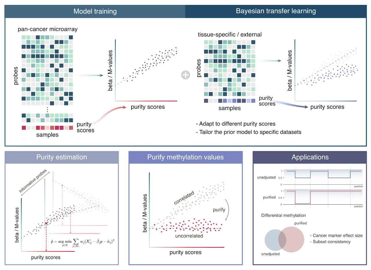 MONTE workflow showing pan-cancer model training, Bayesian transfer learning, tumor-purity estimation, methylation correction, and downstream applications